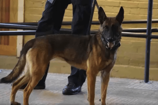K9 Nyx